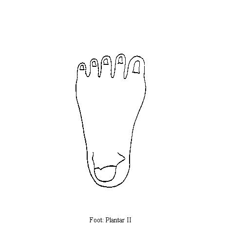 a blank diagram of the plantar surface of the foot on which to draw the muscles of the second plantar layer of the foot