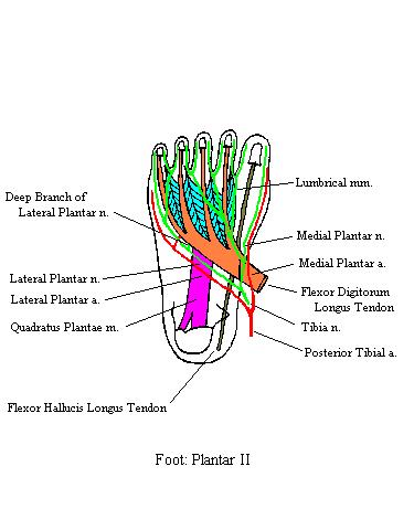 a completed diagram of the second plantar layer of the foot