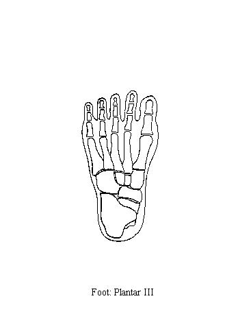 a blank diagram of the plantar surface of the foot on which to draw the muscles of the third plantar layer of the foot