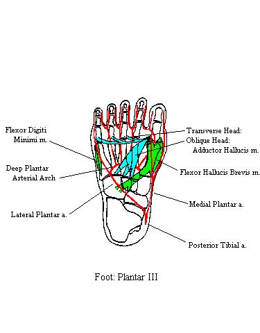 a completed diagram of the third plantar layer of the foot