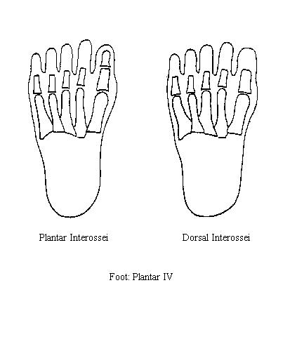 a blank diagram of the plantar surface of the foot on which to draw the muscles of the fourth plantar layer of the foot