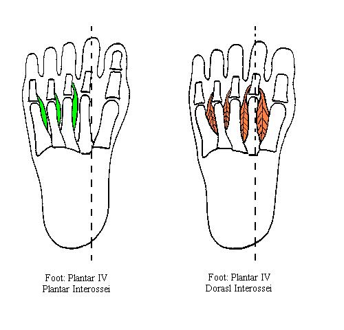 a completed diagram of the fourth plantar layer of the foot