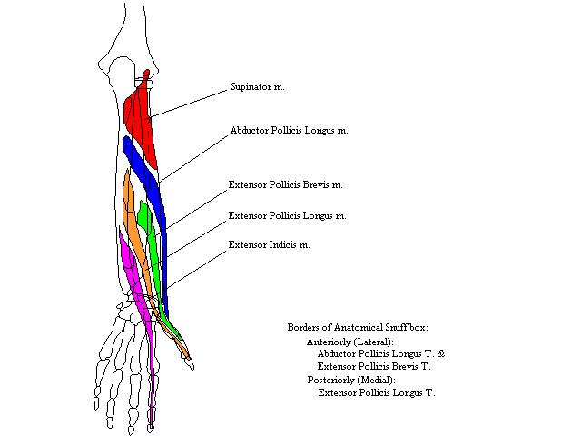 a completed diagram of the muscles of the deep compartment of the posterior forearm