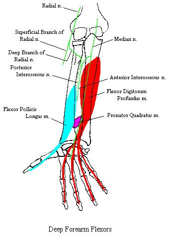 a completed diagram of the muscles of the deep compartment of the anterior forearm