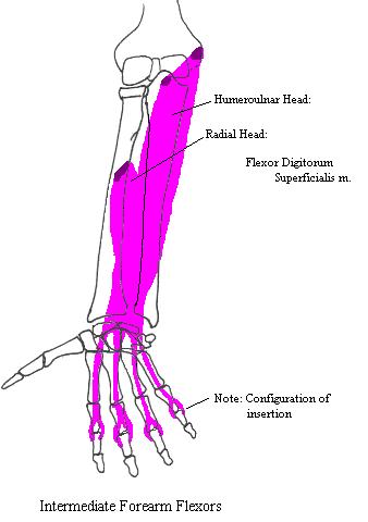 a completed diagram of some of the muscles of the superficial compartment of the anterior forearm