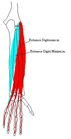 a completed diagram of some of the muscles of the superficial compartment of the posterior forearm
