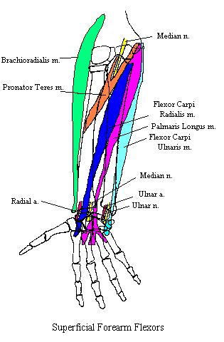 a completed diagram of some of the muscles of the superficial compartment of the anterior forearm