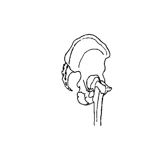 a diagram of the bones of the pelvis on which to draw the muscles of the gluteal region