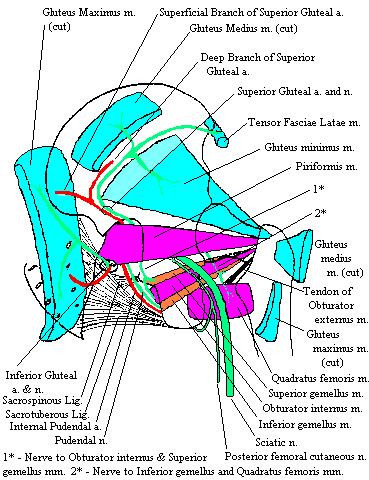a completed diagram of the deep lateral rotators of the gluteal region