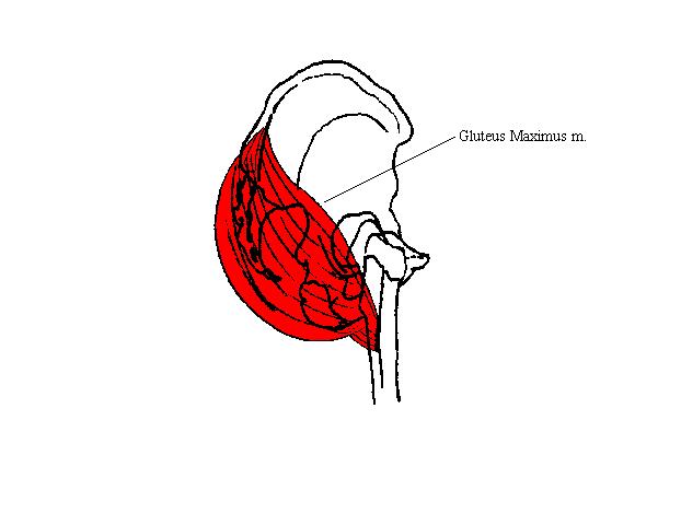 a completed diagram indicating the postition of the gluteus maximus muscle