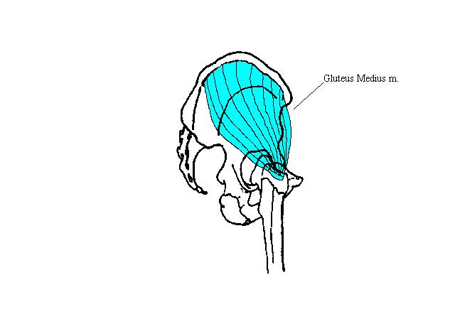 a completed diagram indicating the postition of the gluteus medius muscle