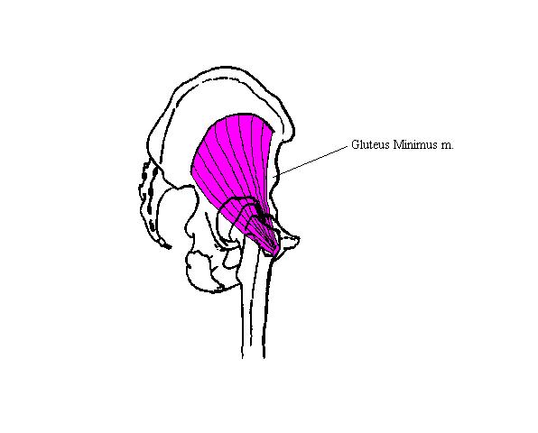 a completed diagram indicating the postition of the gluteus minimus muscle
