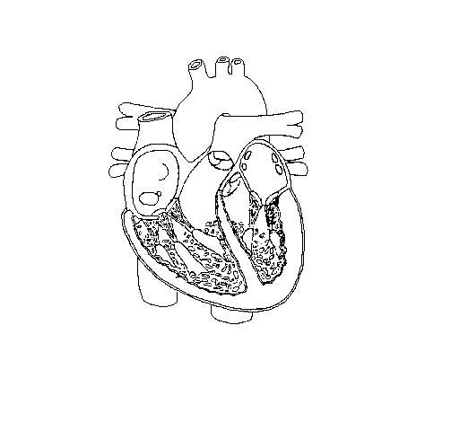 Hairstyle: heart diagram blank