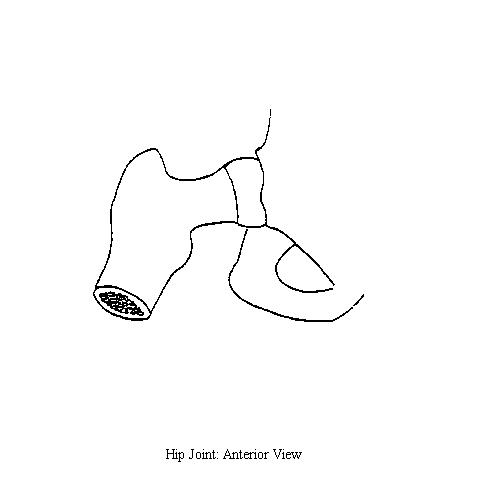 a blank diagram of an anterior view of the bones of the hip on which to draw the structures of the hip joint