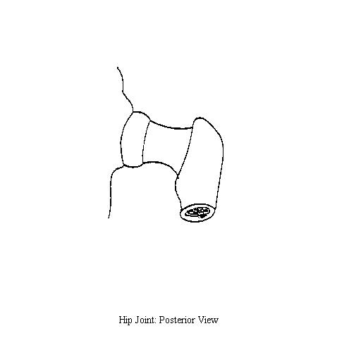 a blank diagram of a posterior view of the bones of the hip on which to draw the structures of the hip joint