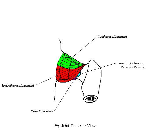 a completed diagram of the structures of the hip from posterior view