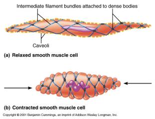 Cardiac Muscle Cell Labeled Diagram