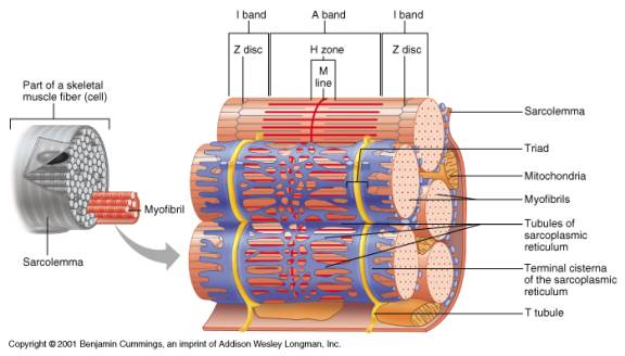 sarcomere in cardiac microscope labeled