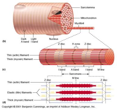 sarcomere in cardiac microscope labeled