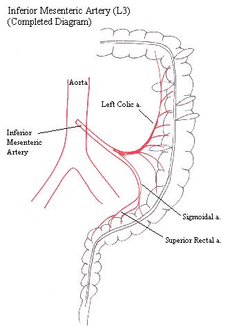 a completed diagram of the branches of the inferior mesenteric artery