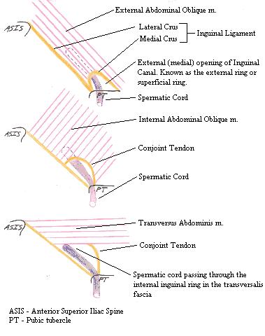 a completed diagram of the spermatic cord passsing through the inguinal canal