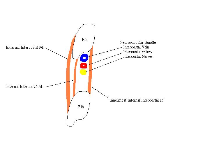 a completed diagram of the layout of the intercostal neurovascular bundle