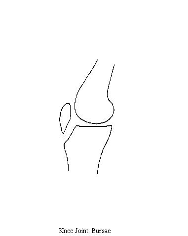 a blank diagram of the bones of the knee on which to draw the various bursae of the knee