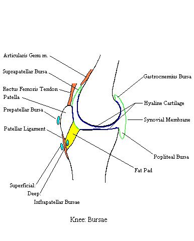 a completed diagram of the burase of the knee
