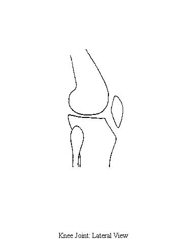 a diagram of the bones of the knee from a lateral view on which to draw the structures that support the lateral side of the knee