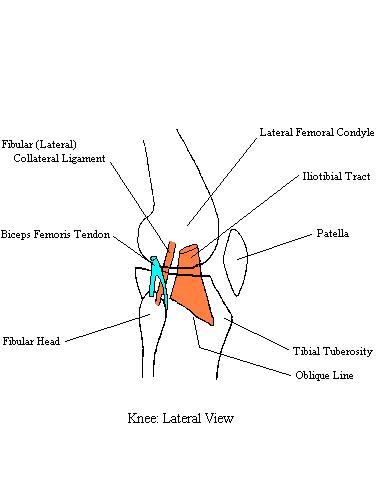 a completed diagram of the structures supporting the lateral side of the knee