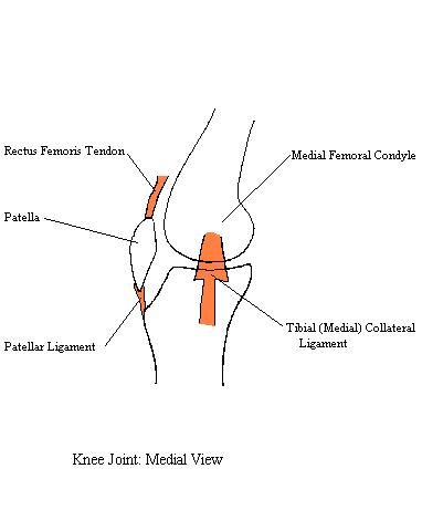 a completed diagram of the structures supporting the medial side of the knee