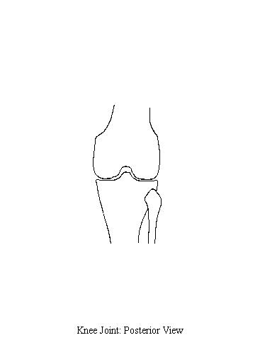 a diagram of a posterior view of the bones of the knee on which to draw the structures passing posterior to the knee joint