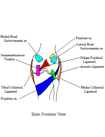 a completed diagram of the structures passing posterior to the knee joint