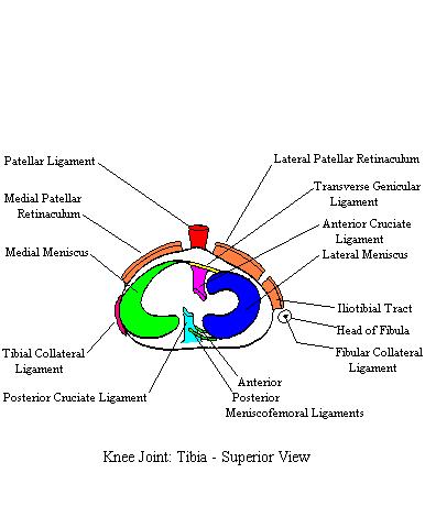 a completed diagram of the intrinsic structure of the knee from a superior view