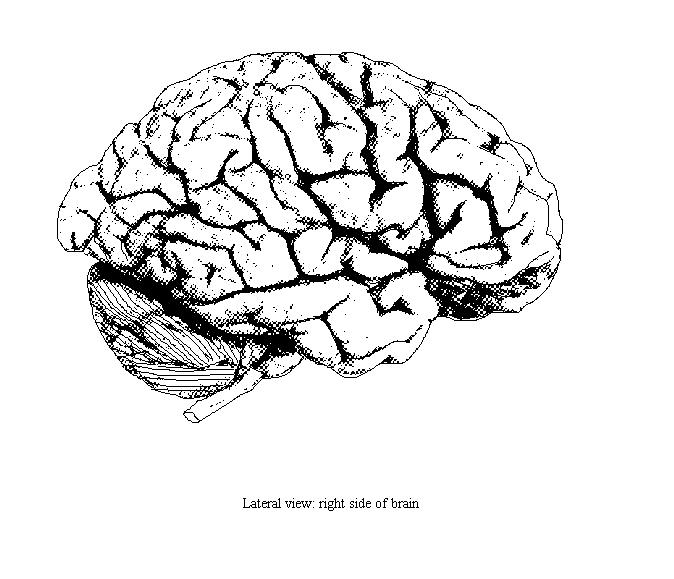 an unlabeled diagram of a lateral view of the right side of the brain