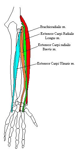 a completed diagram of some of the muscles of the superficial coompartment of the anterior forearm