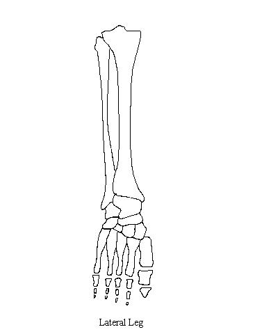 a blank drawing of the bones of the leg on which to draw the muscles of the lateral compartment of the leg