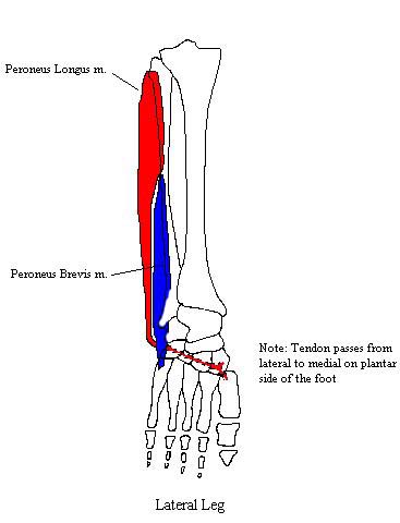 a completed diagram of the muscles of the lateral compartment of the leg