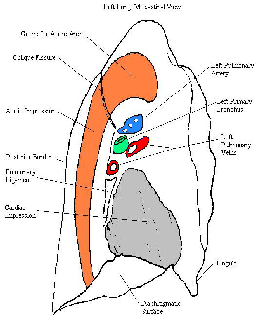 a labeled drawing of a medial view of a left lung