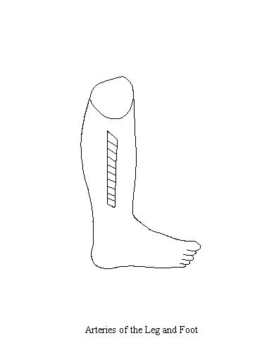 a drawing of the leg on which to draw the major arteries of the leg