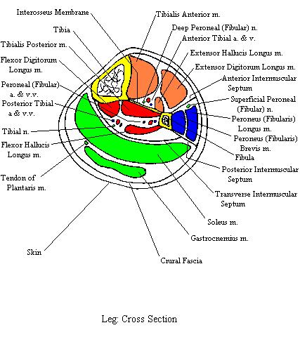 a labeled diagram of a cross section through a leg