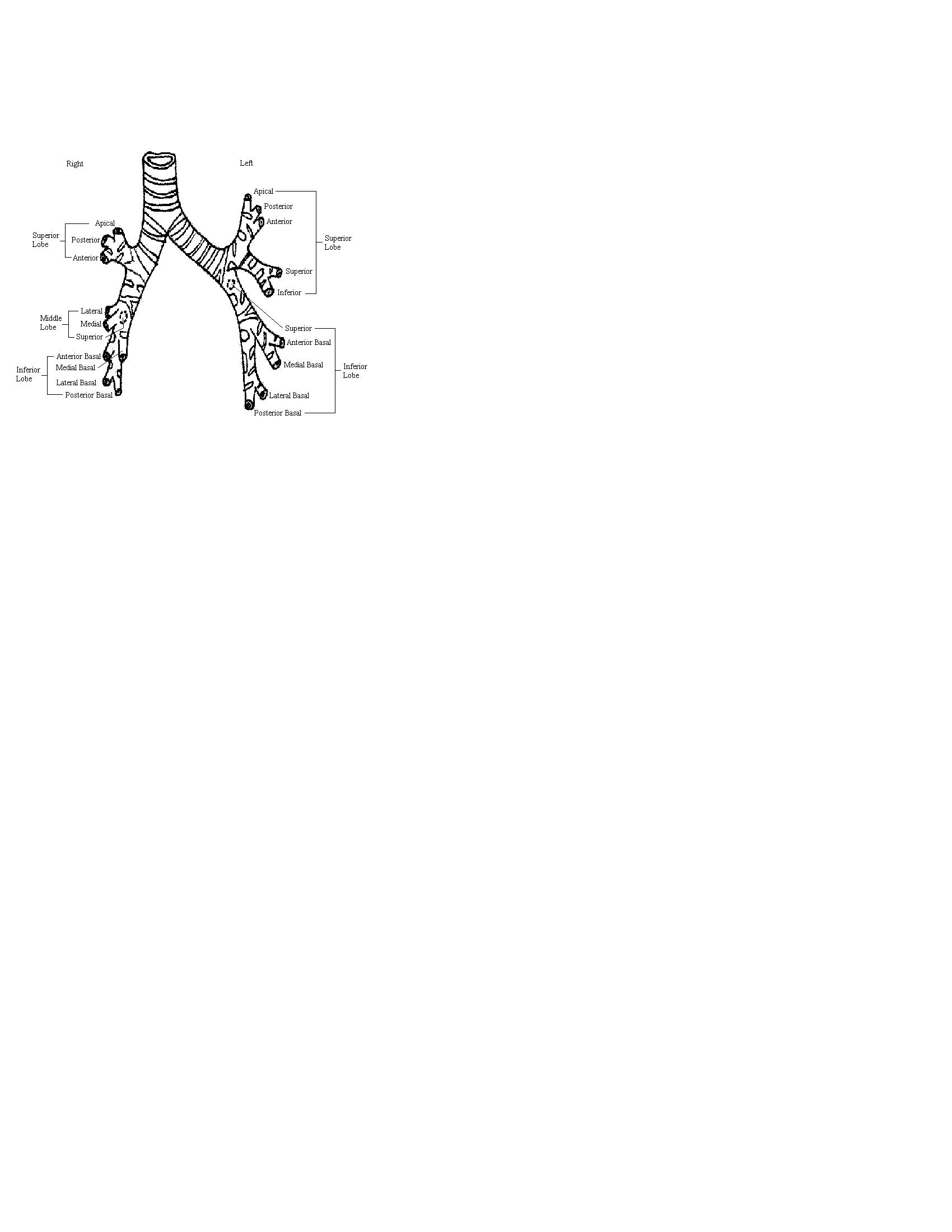 a completed diagram of the bronchial tree indicating the names of the brochopulmonary segments