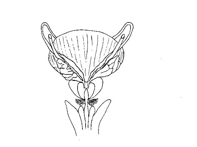 an unlabeled drawing of the accessory structures of the male reproductive system