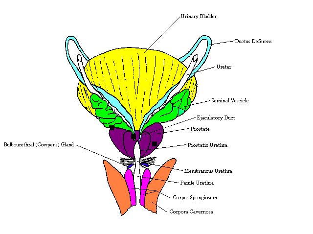 a labeled drawing of the accessory structures of the male reproductive system