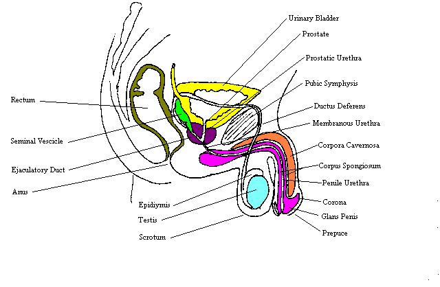 a labeled diagram of a midsagittal section through the male reproductive structures