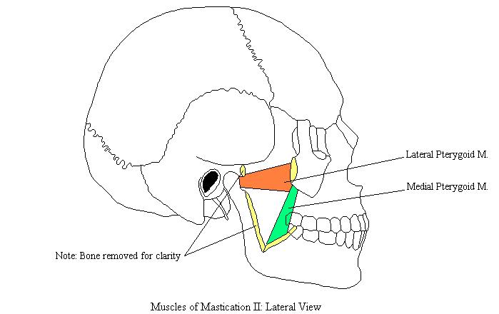 a completed diagram of the pterygoid muscles
