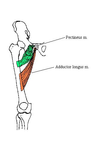 a completed diagram of the superficial muscles of the medial thigh