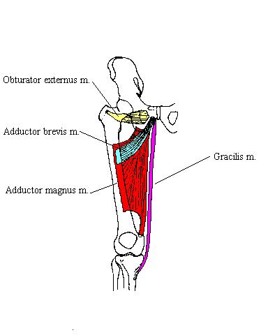 a completed diagram of the deeper musscles of the medial thigh