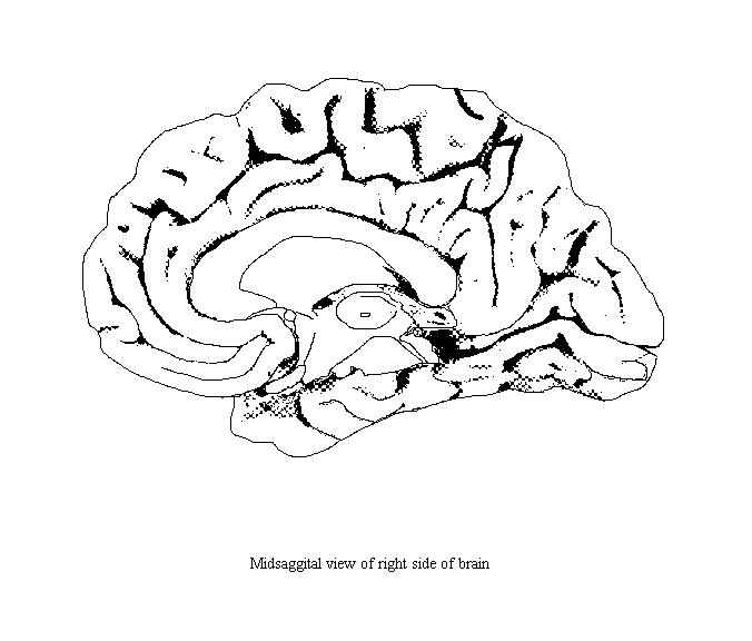 an unlabeled drawing of a midline view of the brain