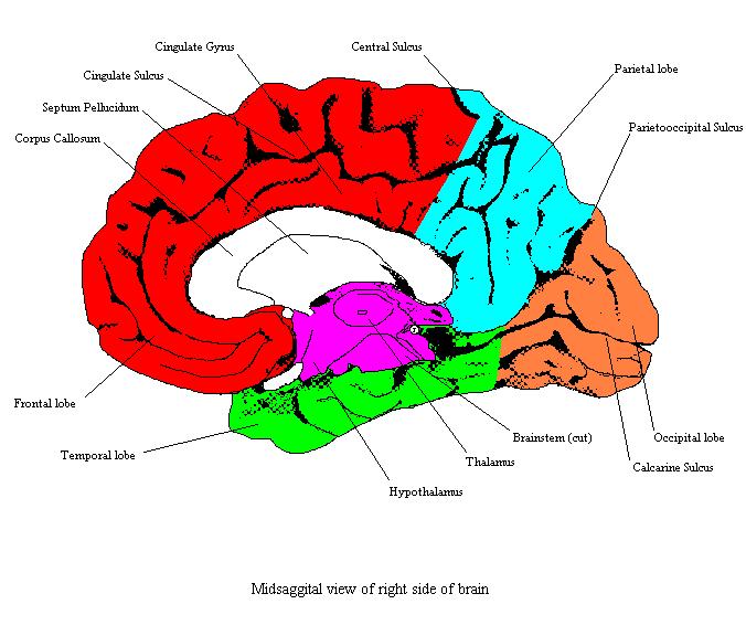 a labeled draing of the structure seen in a midline view of the brain